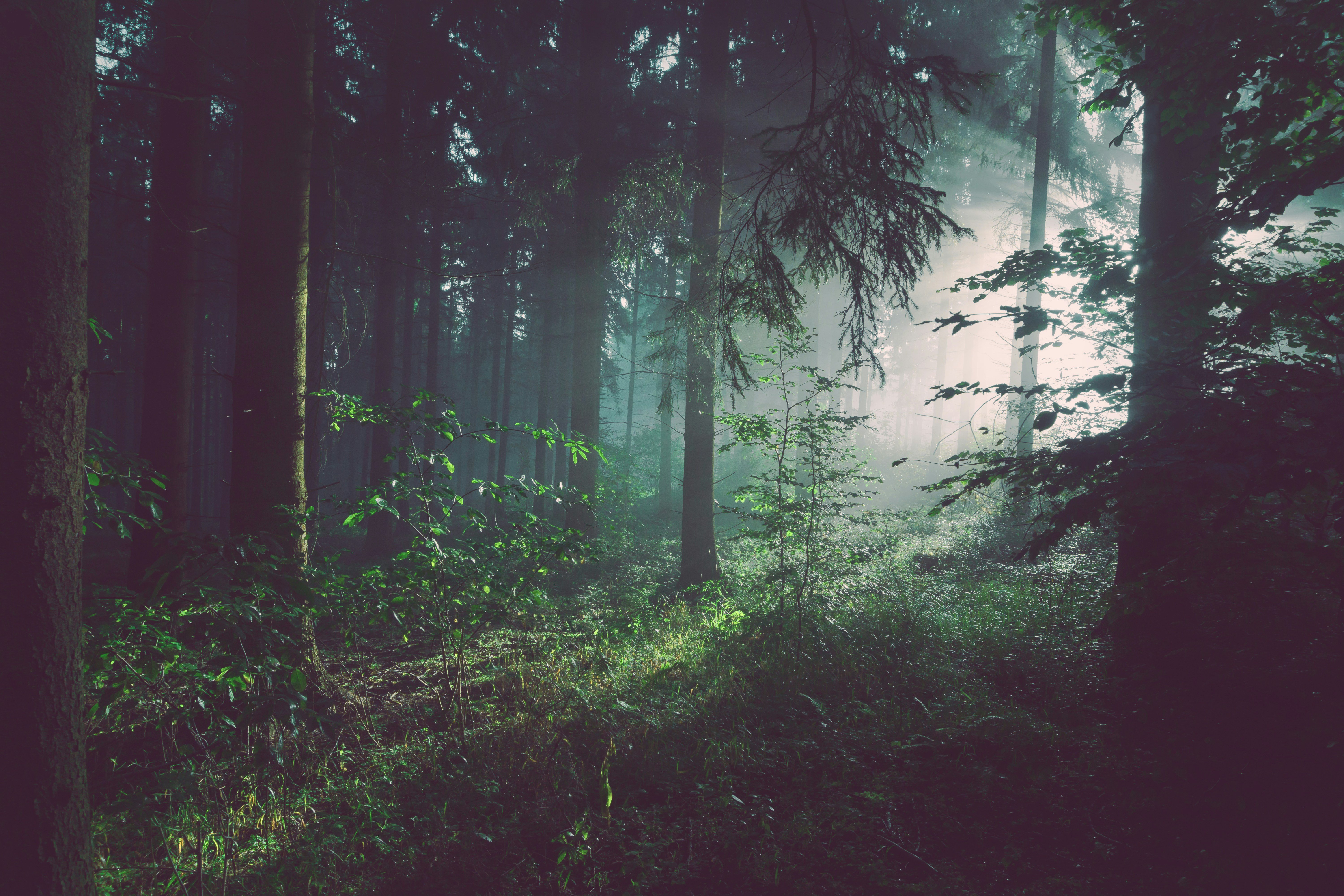 A picture of a dark, green forest with a sunray coming in from the upper right. Image by Sebastian Unrau on Unsplash